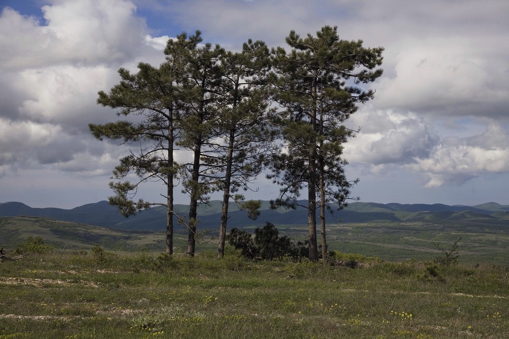 Сосна кавказская фото описание