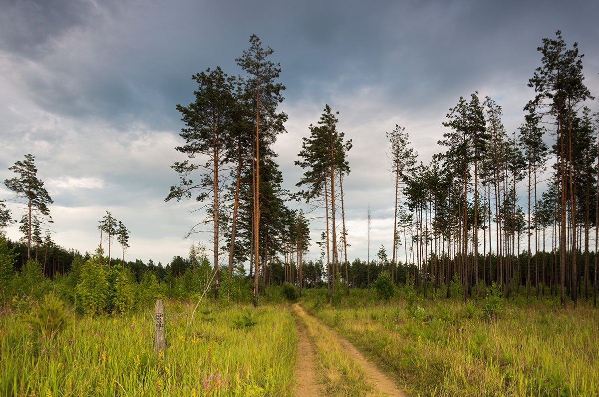 Сосна в поле фото