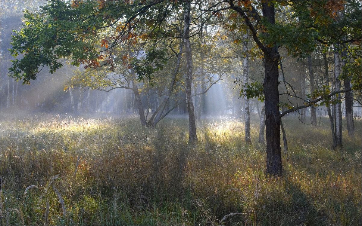 Песня утро в лесу. Осенний туман. Туман осенью. Осень туманное утро. Утренний туман в лесу.