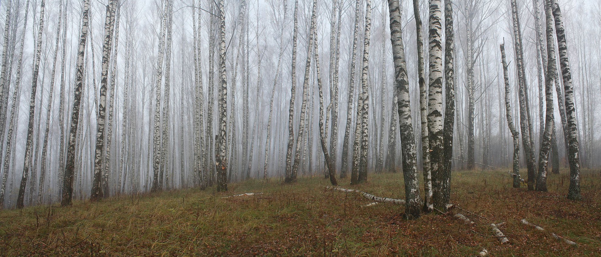 Березовый лес в тумане