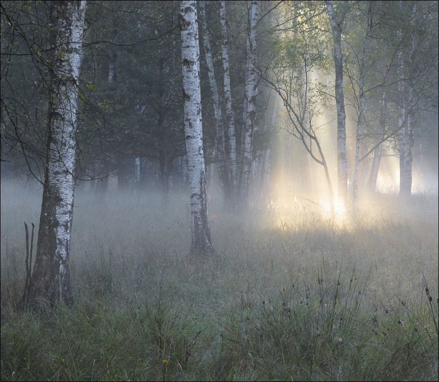 Лес туман лето