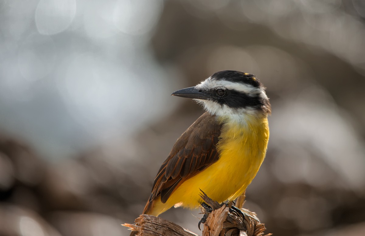 Greater photo. Great Kiskadee. Kiskadee.