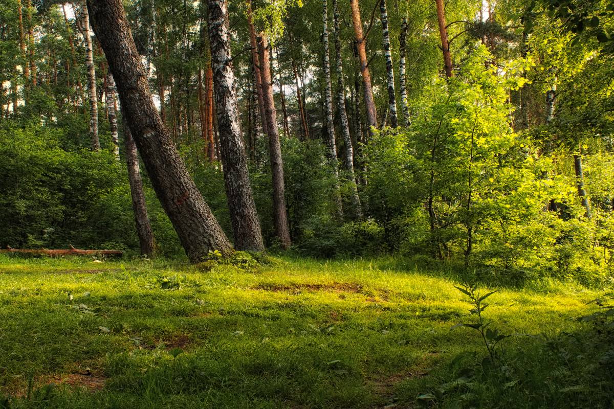 Белоруссия лес опушка