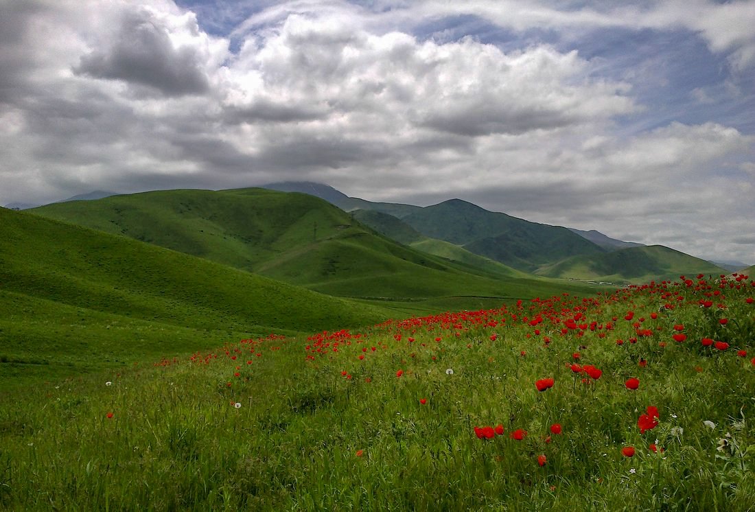 Маки в киргизии фото