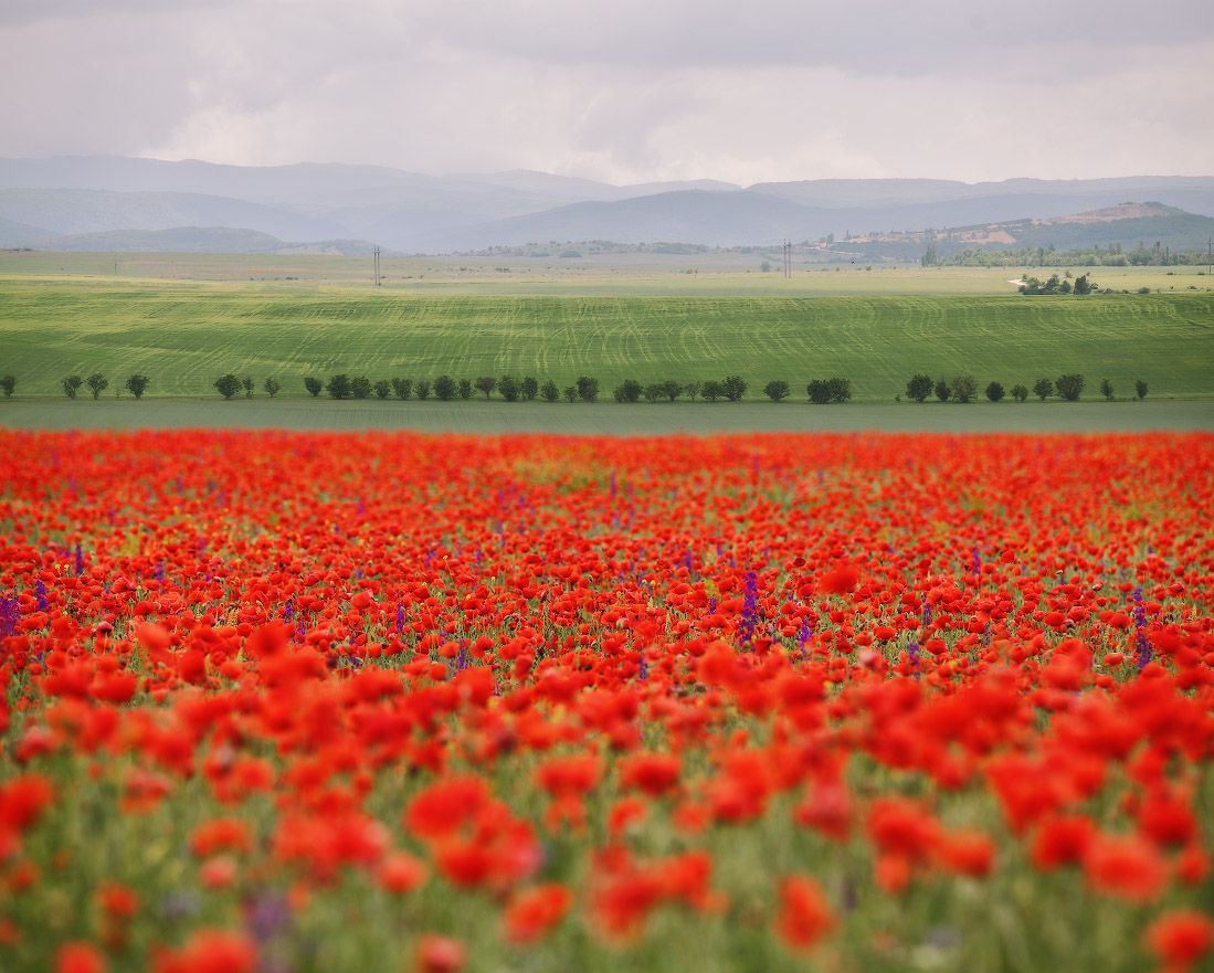 Маковые поля в Крыму