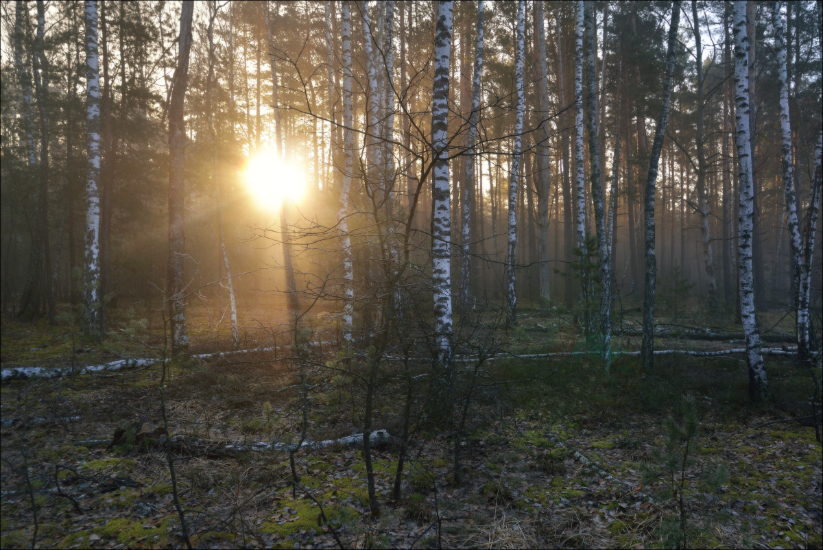 Утро в весеннем лесу фото