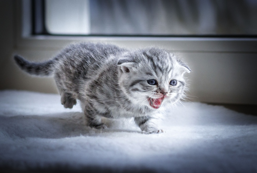 игривый котенок фото