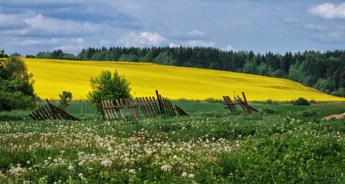 Пра беларусь. Родны край. Природа Украины и Белоруссии. Природа Белоруссии презентация. Природное районирование РБ.