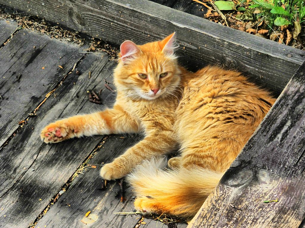 Рыжий кот фото дома