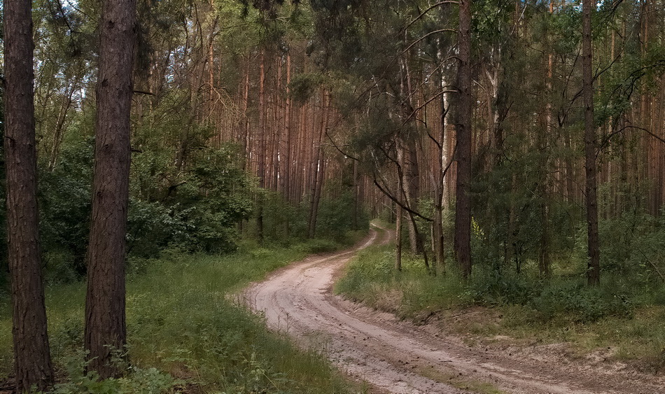 Лесное озеро Подушкинский лес