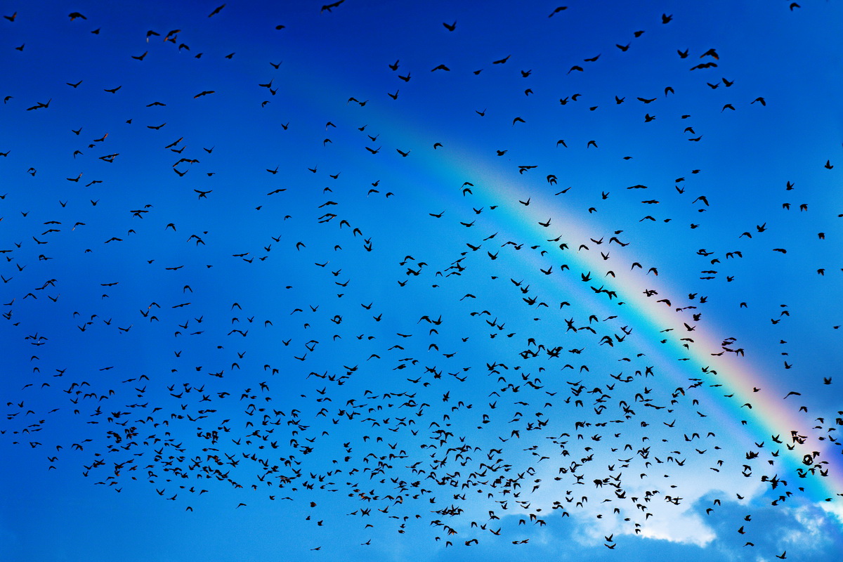 Птица радуга. Небо с радугой и птицами. Шум небесных птиц. Птицы в небе и дождь. 1000 Птиц.