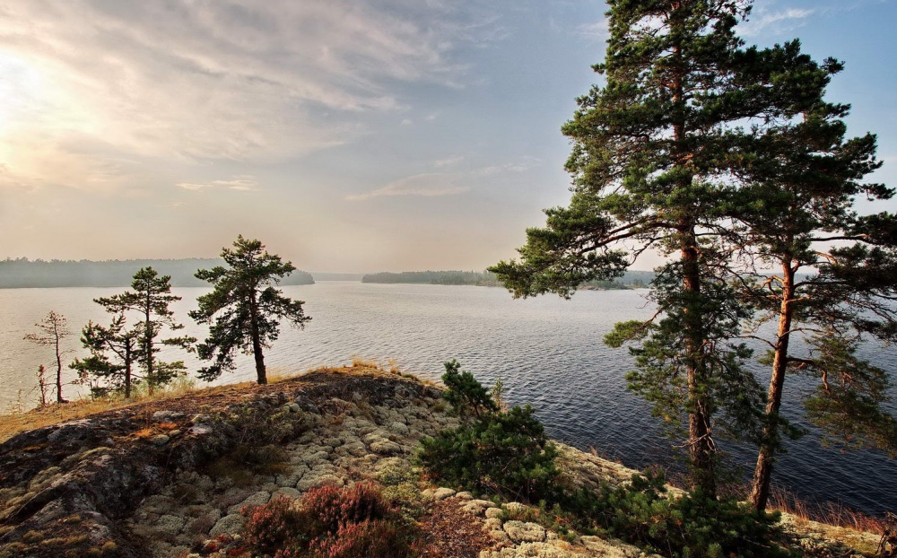 Фото карельской сосны