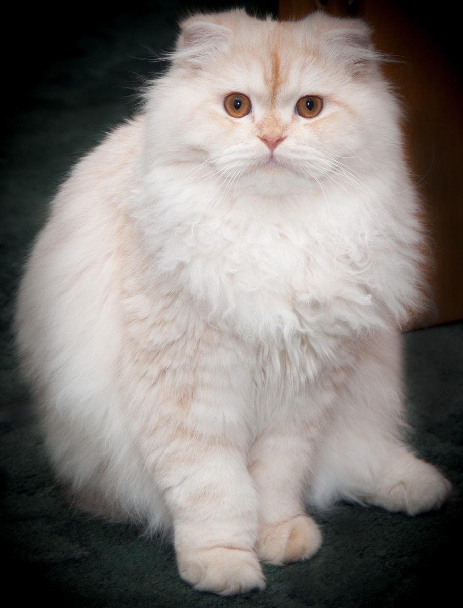 фото шотландского длинношерстного кота