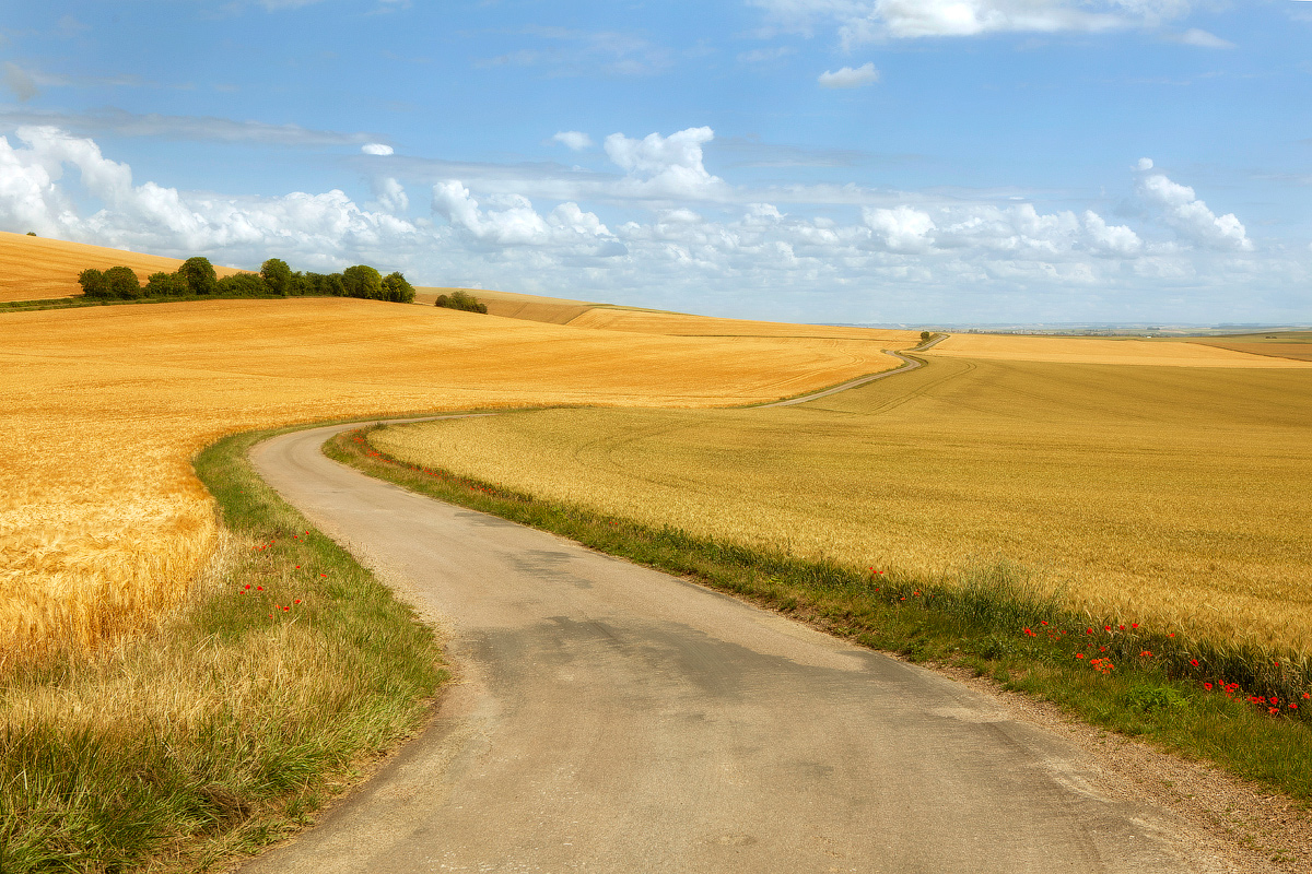 The road in the rye. Дорога в поле. Тропинка в пшеничном поле. Дорога в пшеничном поле. Проселочная дорога.