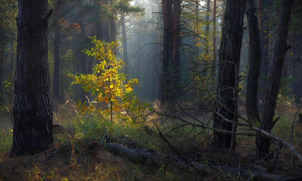 Фотографы пейзажисты / Сергеи Шляга / лес природа