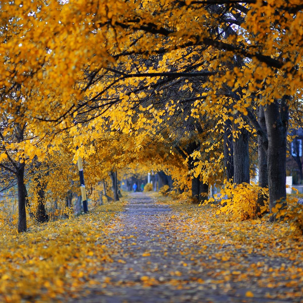 Курск собор осень