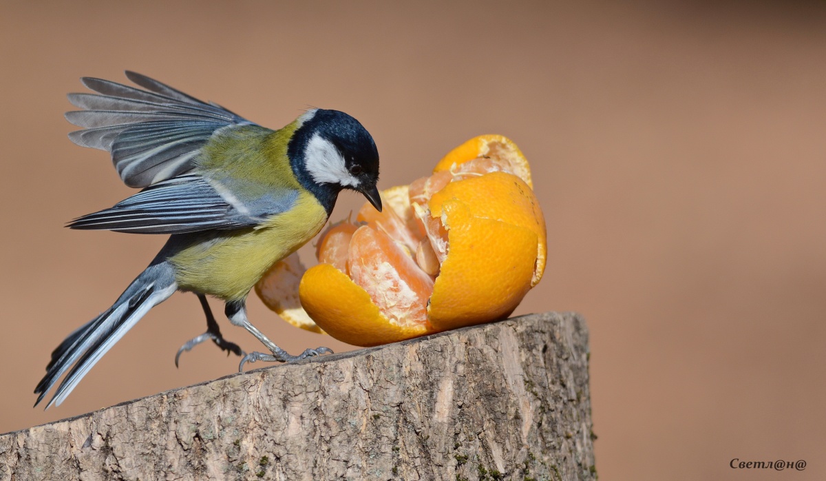 Синица фитофаг. Птицы культурных ландшафтов. Что едят синицы. Птица ест апельсин. Птицы едят мандарины.