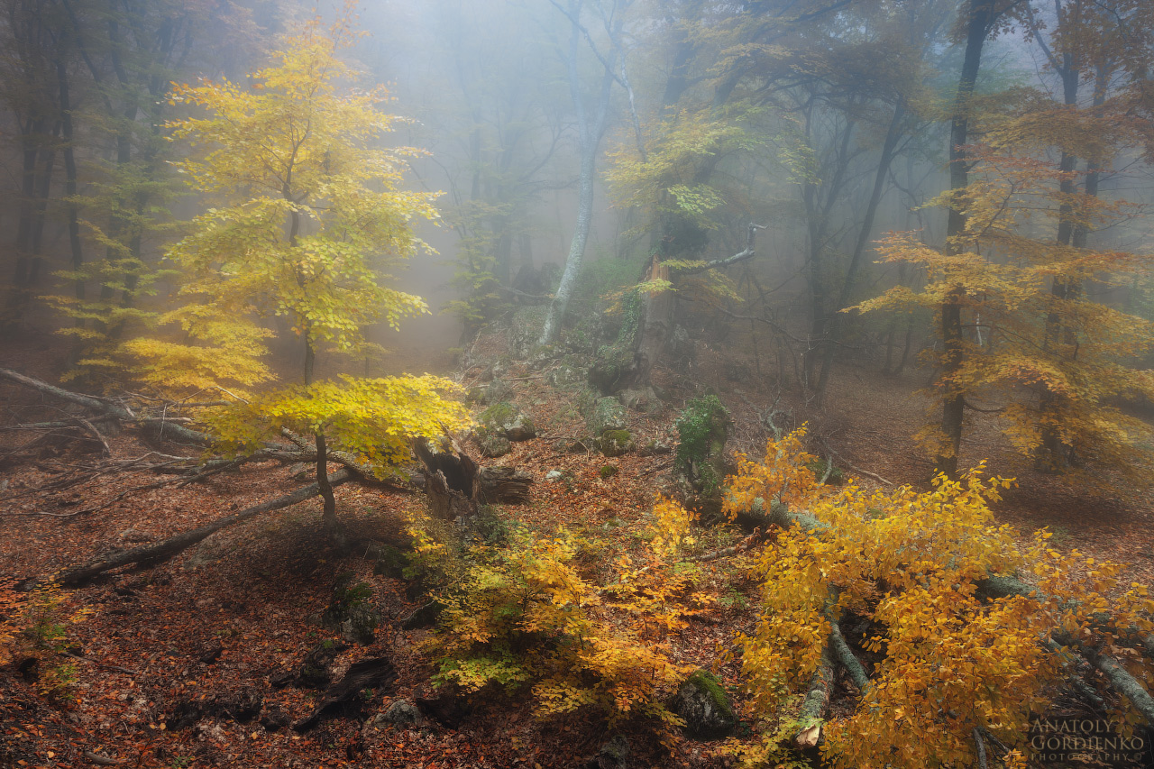 Крымский лес душевные фото