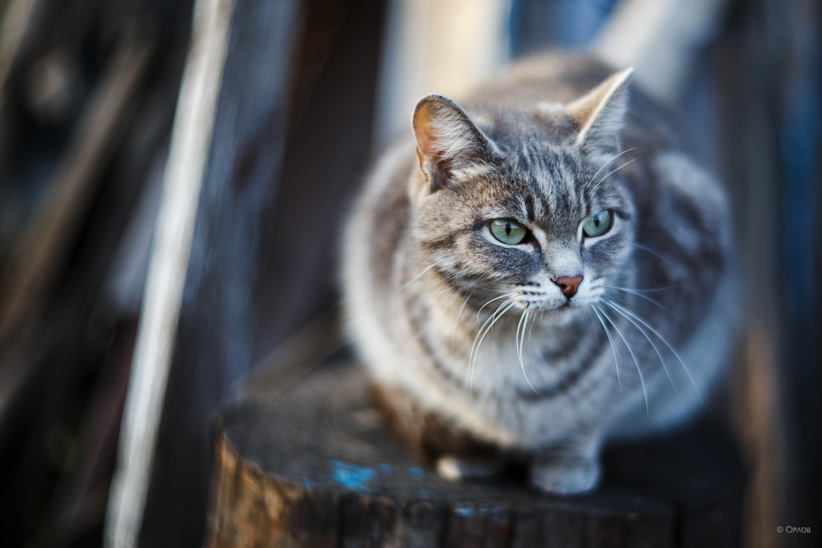 Следующая кошка. Орловская кошка. Кошка Дашка. Кошка Дашка фото.