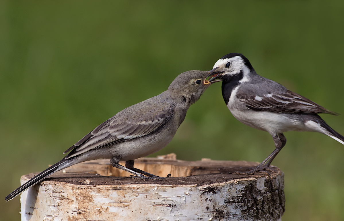 Трясогузка птица фото самец и самка