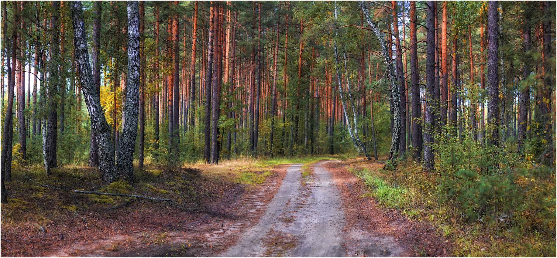 Картинки леса беларуси