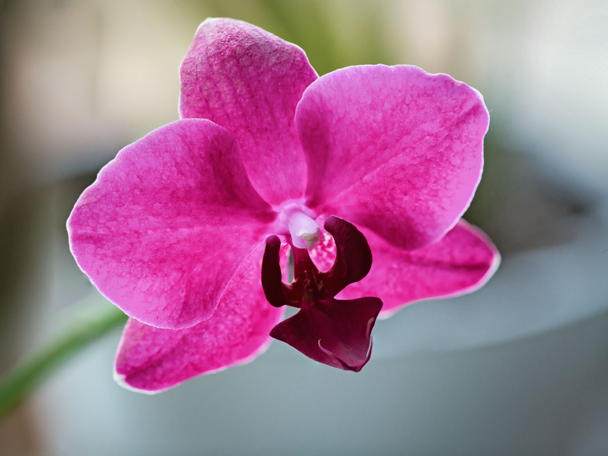 Орхидея Holly
