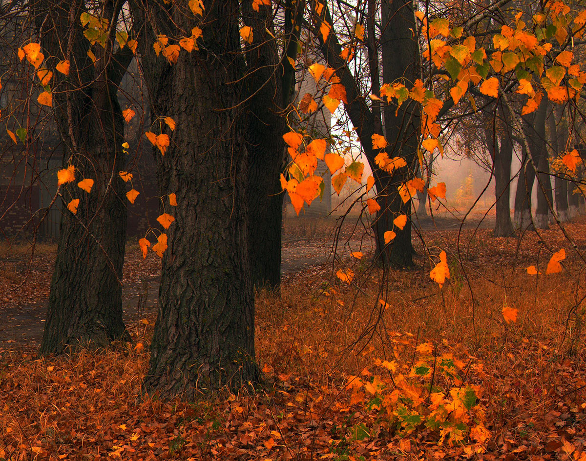 Осенний лес листопад