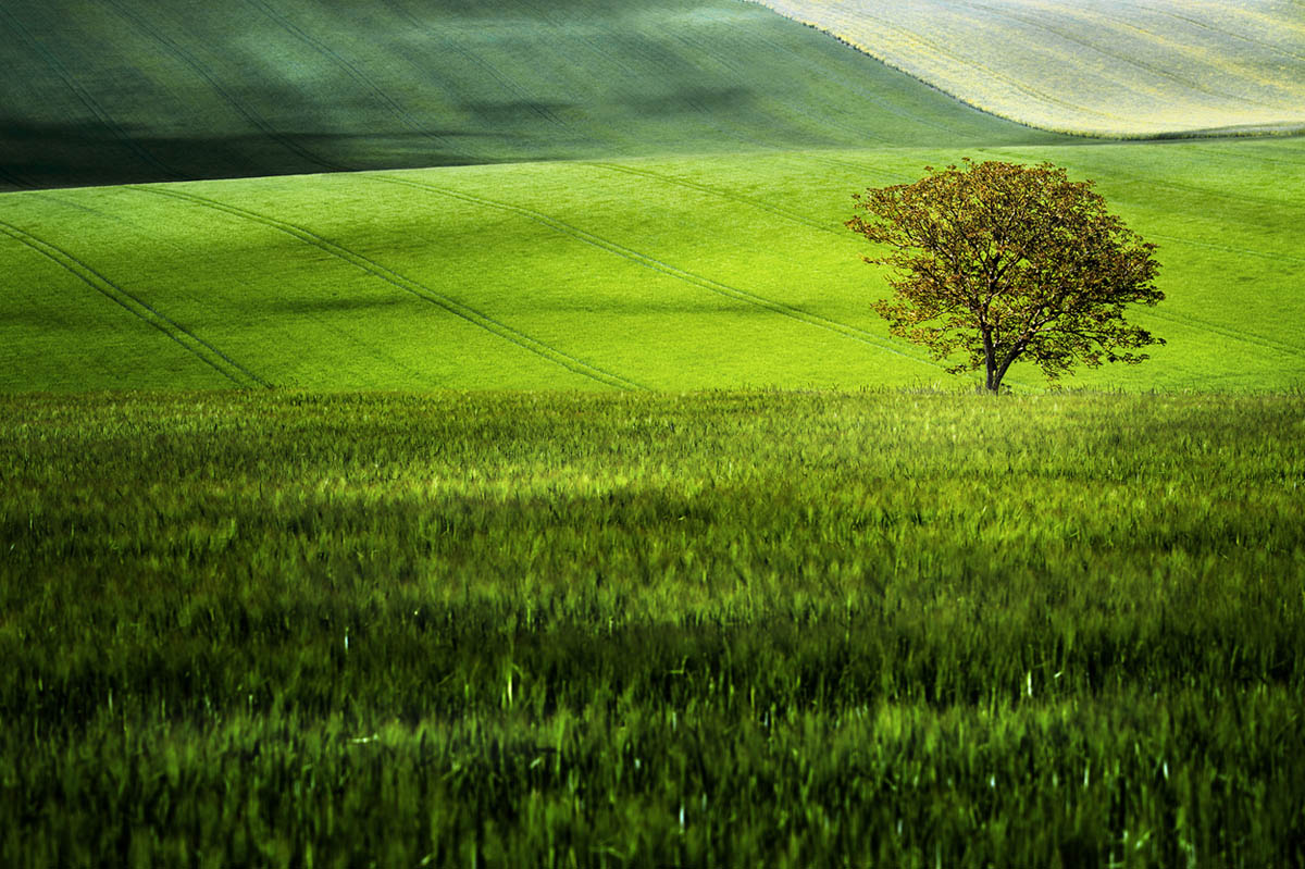 Field me. Fields 1.