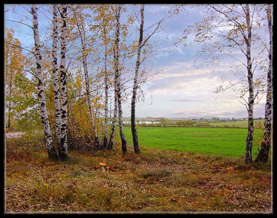 Озимые осенью. Опушка осеннего леса. Озимь осенью.