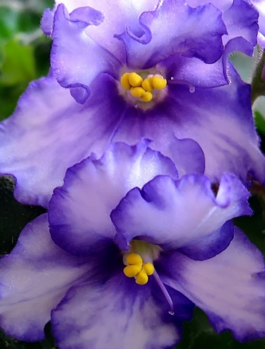 Голубая фиалка в горшке. Фиалка химера. Сенполия f фото. Фиалка комнатная. Фиалка волшебная мелодия фото.