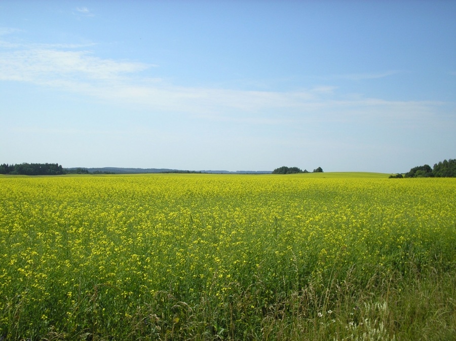 Поле с люцерной фото