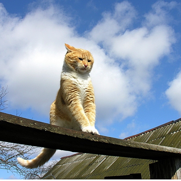Кот васька хочет научиться летать уровень 100. Котоматрица лучшее. Котоматрица фото. Кот на свободе. Рыжий кот.