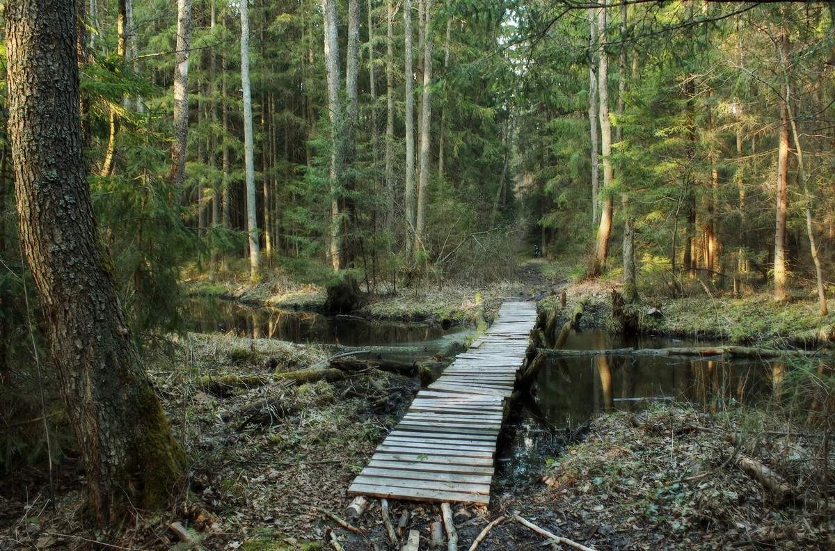 Небольшой лес. Лесной ручей в Ленинградской области. Ручей Вздериножка Первомайское. Ручей в лесу Ленобласти. Лес в Карелии летом Лесной ручей.