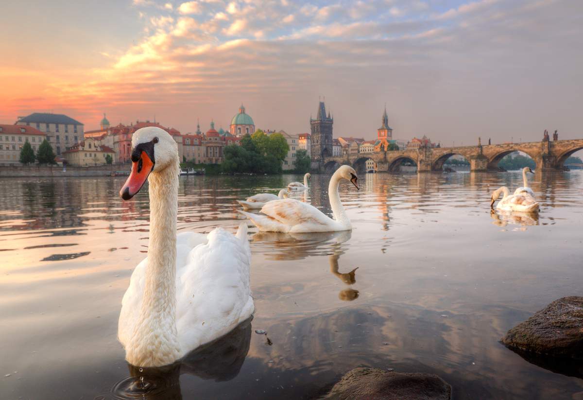Лебединое озеро в Праге