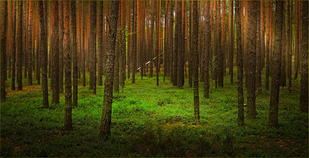 Белорусские леса фото