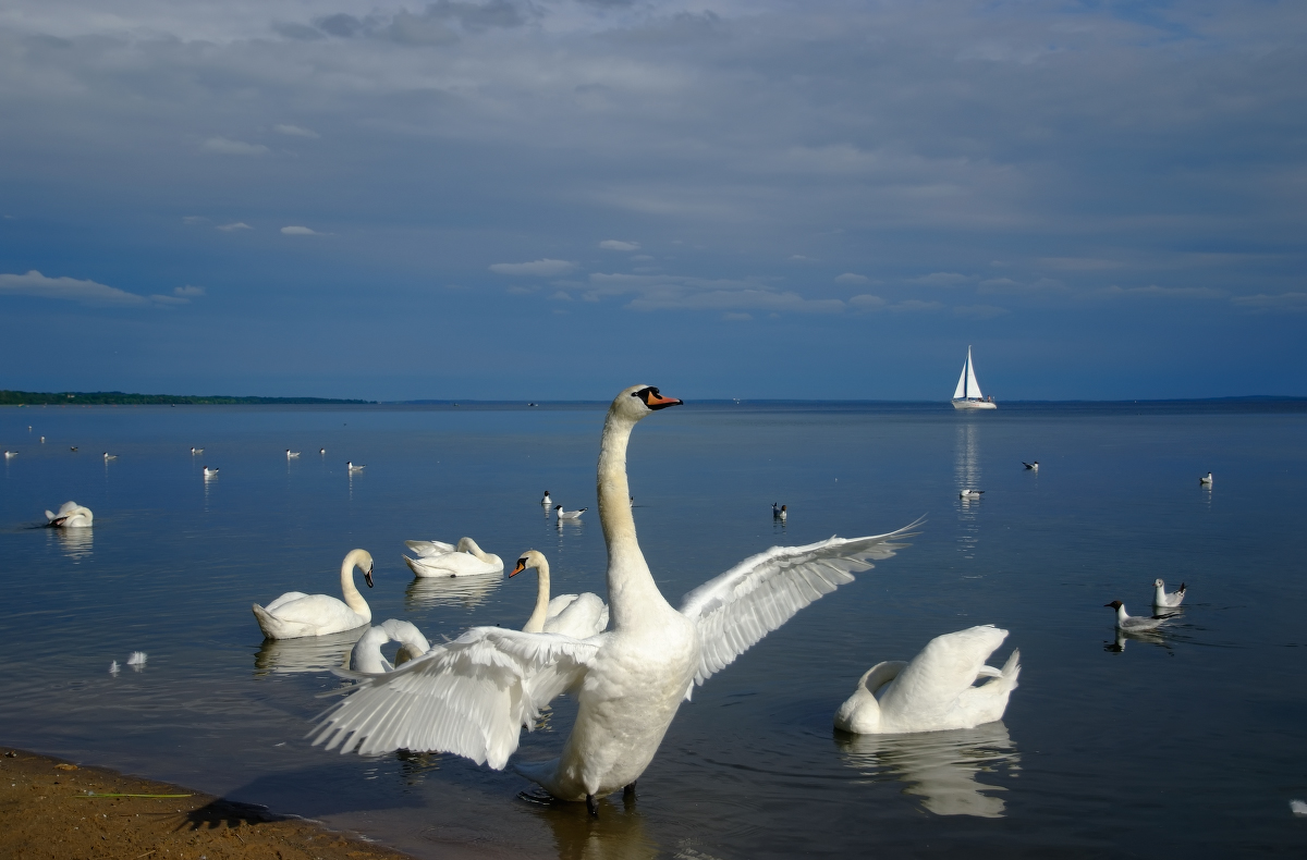 Озеро лебединое должанская фото