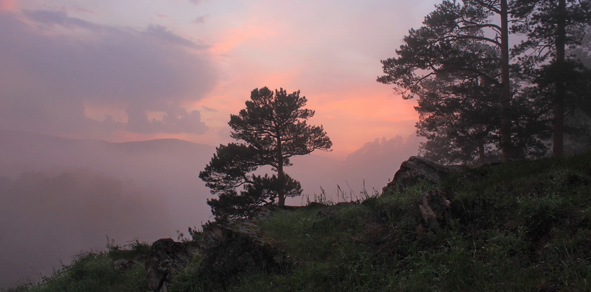 Сиреневый туман фото