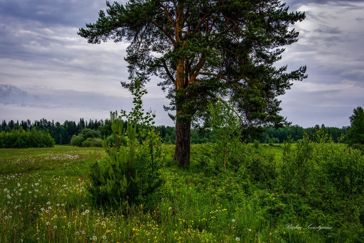 Дыхание леса. Контакт с природой. Дыхание природы Шалахово. Дыхание природы фотографии Барсово. Фото для контакта природа.