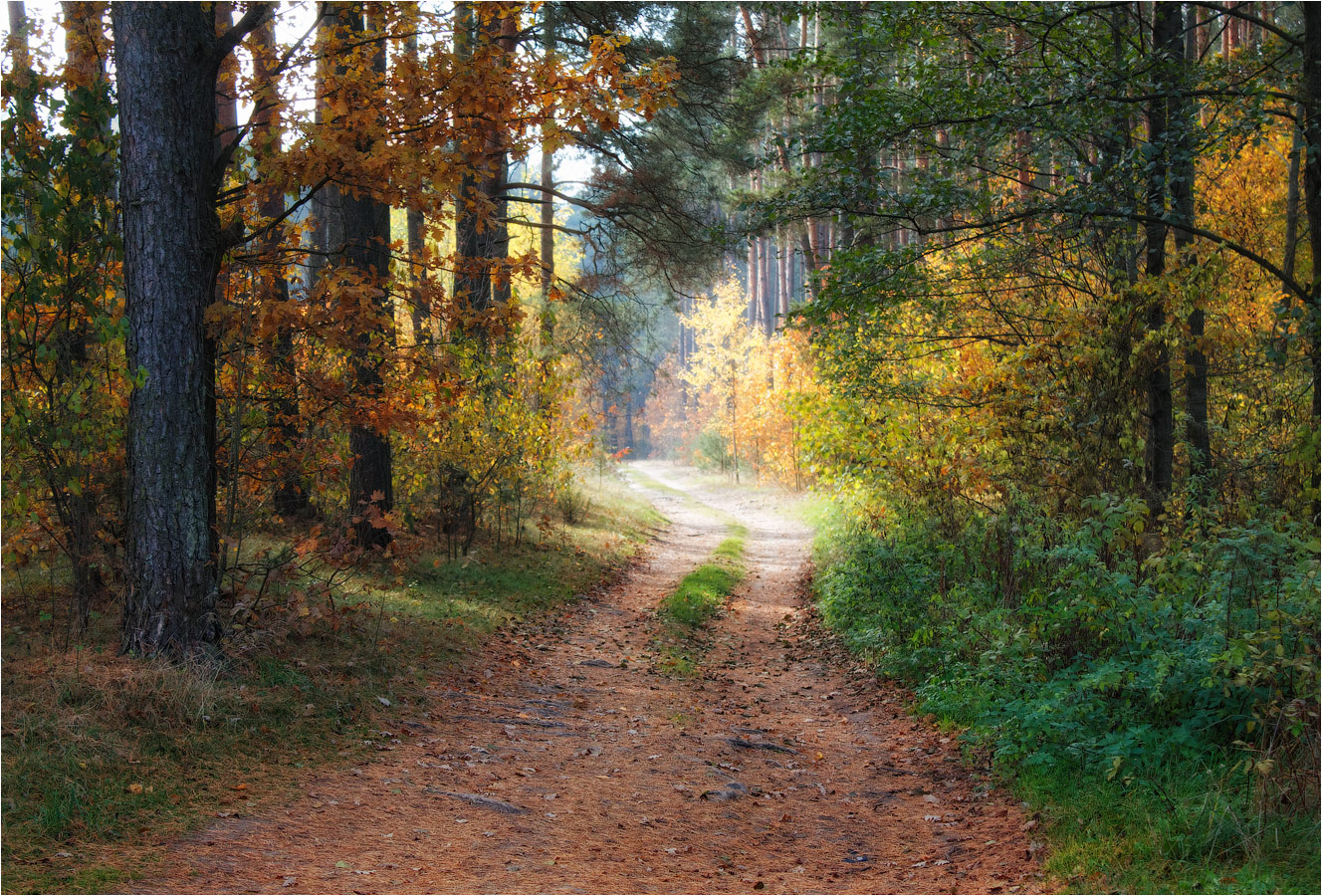 Осенний лес Беларусь