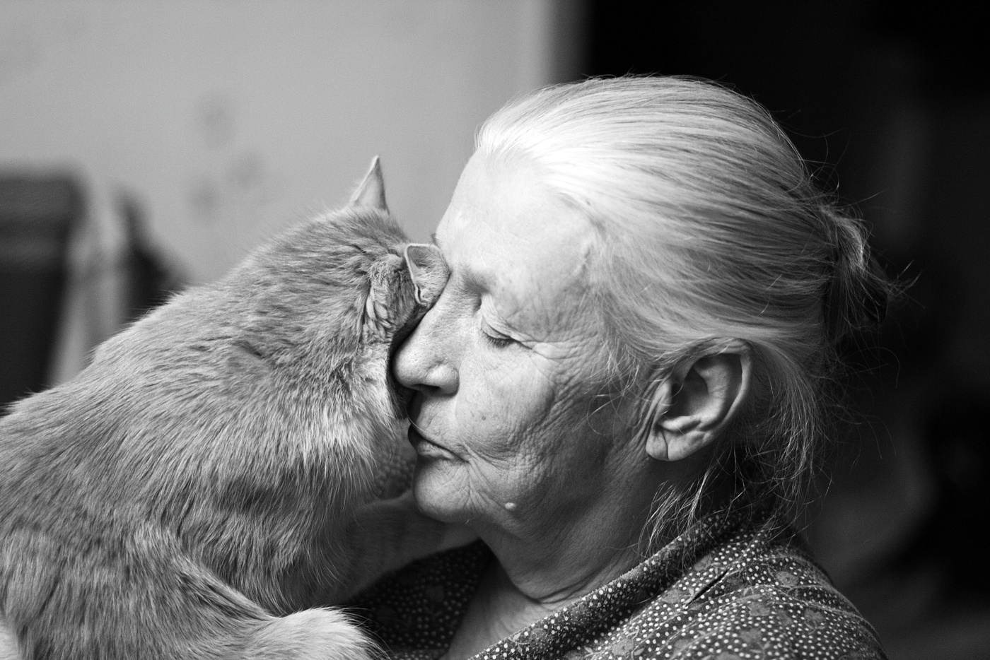 Человек и кошка вместе. Старушка с котом. Бабушка с кошкой. Пожилая женщина с кошками. Пожилые люди и животные.