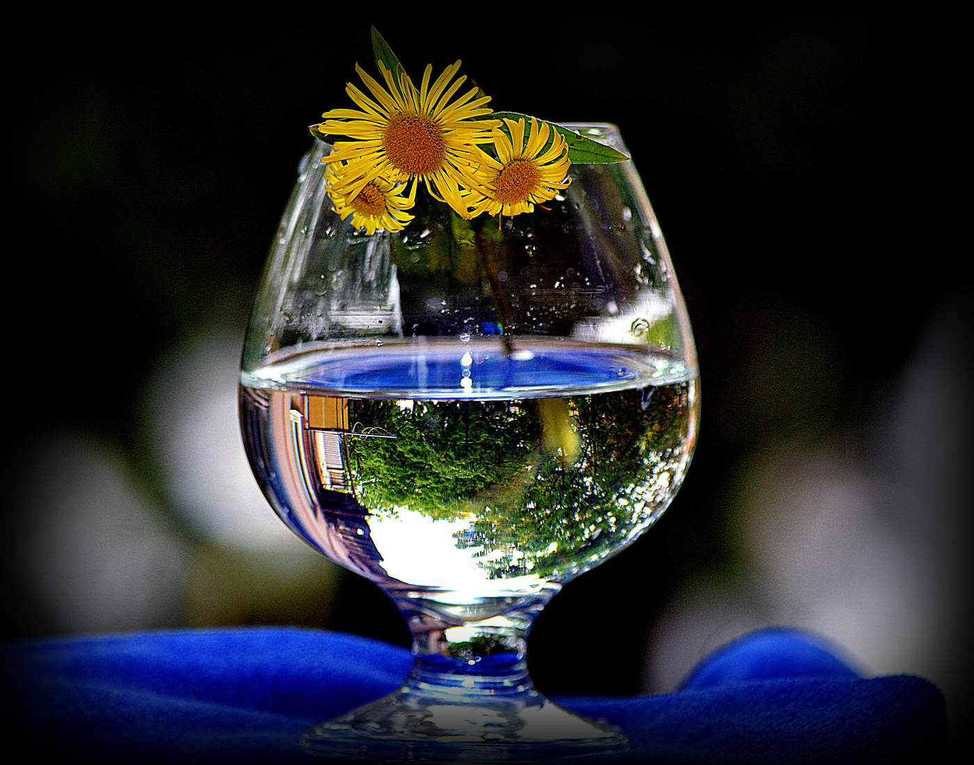 Цветок сосуд с водой. Цветы в бокале. Лето в бокале. Красивые бокалы. Отражение в бокале.