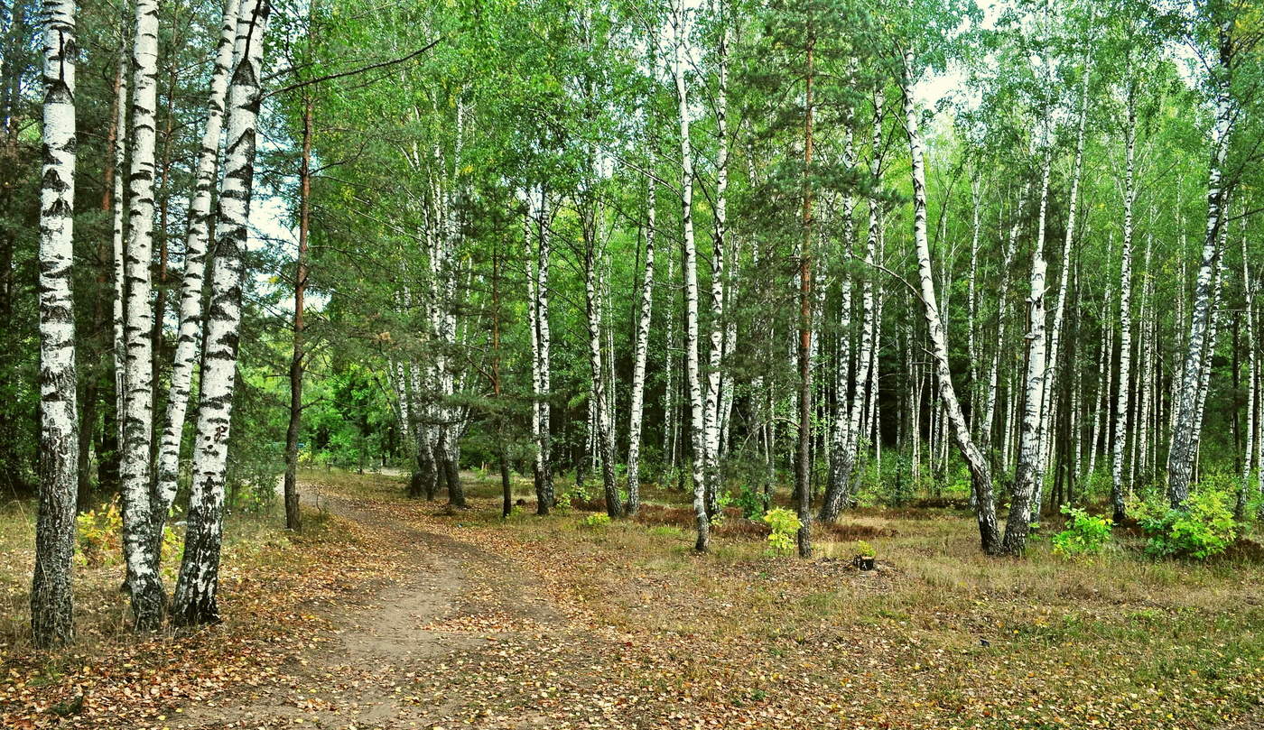 Березовая роща тула фото