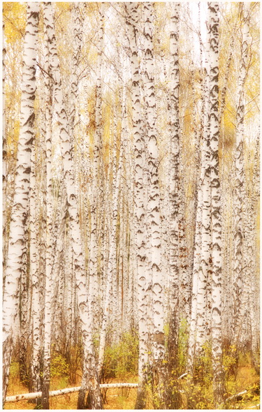 И березового ситца не заманит. Березовый ситец. Березовое ситце. И березового ситца не заманит. Страна берёзового ситца есенин.