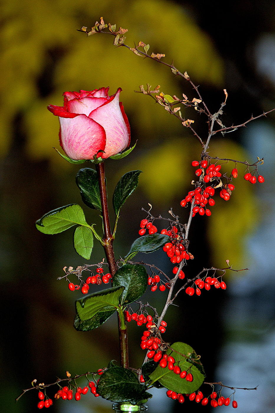 противоположности, пятница, роза, барбарис, осень, растения, Фото, Фотограф...