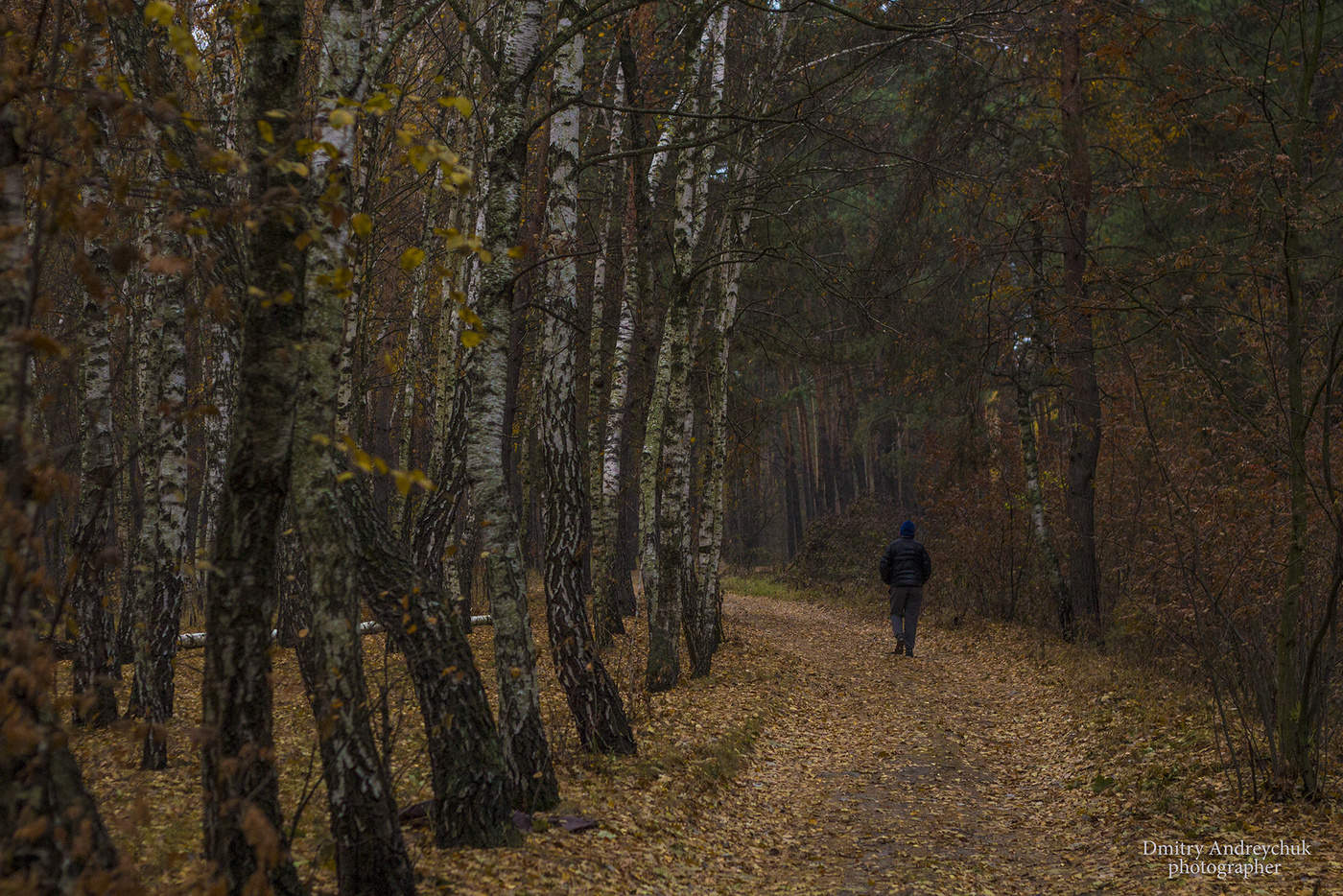 Прогулка по лесу в ноябре