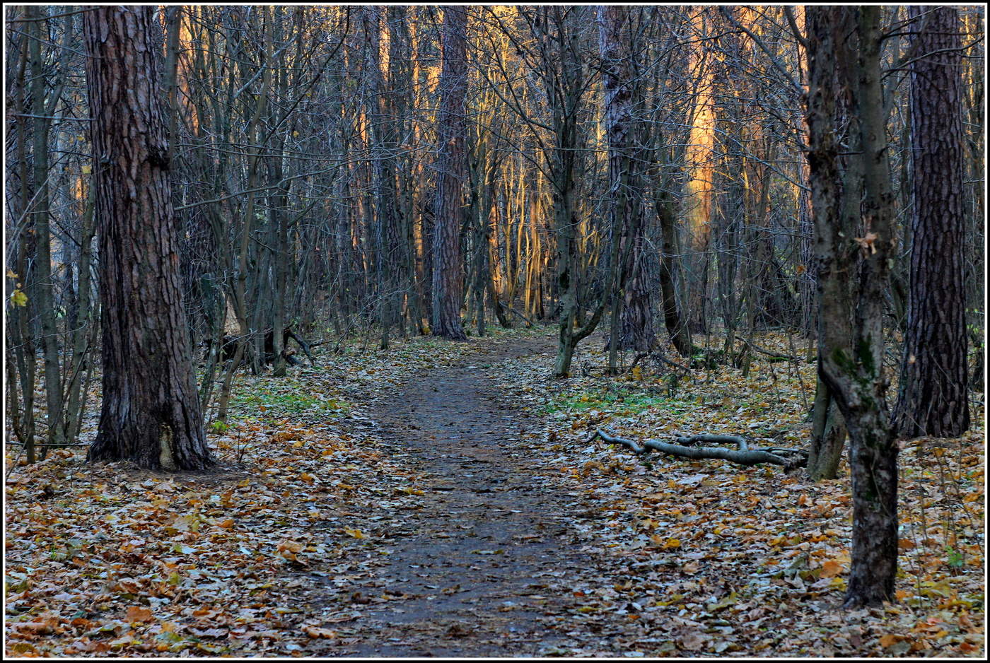 Осенний лес Сосновый Бор