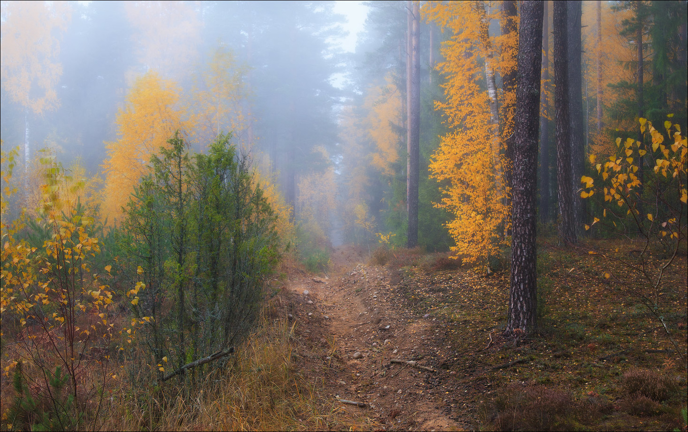 Осень в белорусских лесах