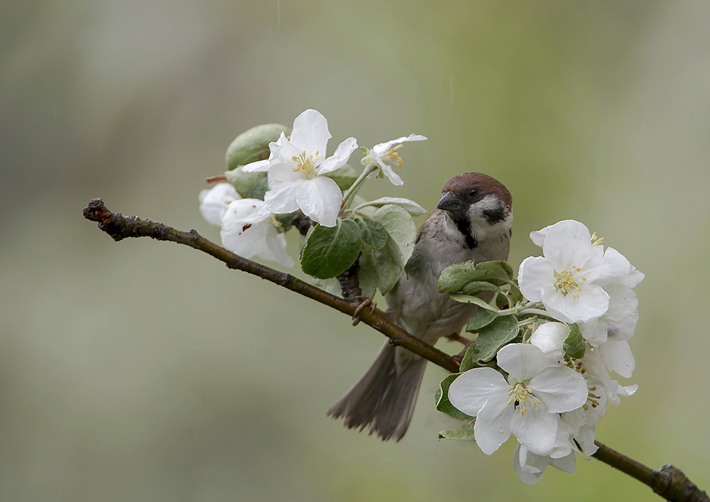 Bird may. Птица на ветке. Птицы на Яблоневой ветке. Птица на цветущей яблоне. Птицы в яблоневом цвету.