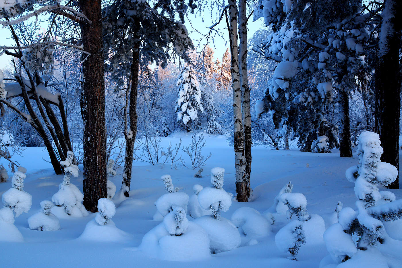 Winter forest. Зимний лес. Зимние леса. Зимой в лесу. Зимний лес вблизи.