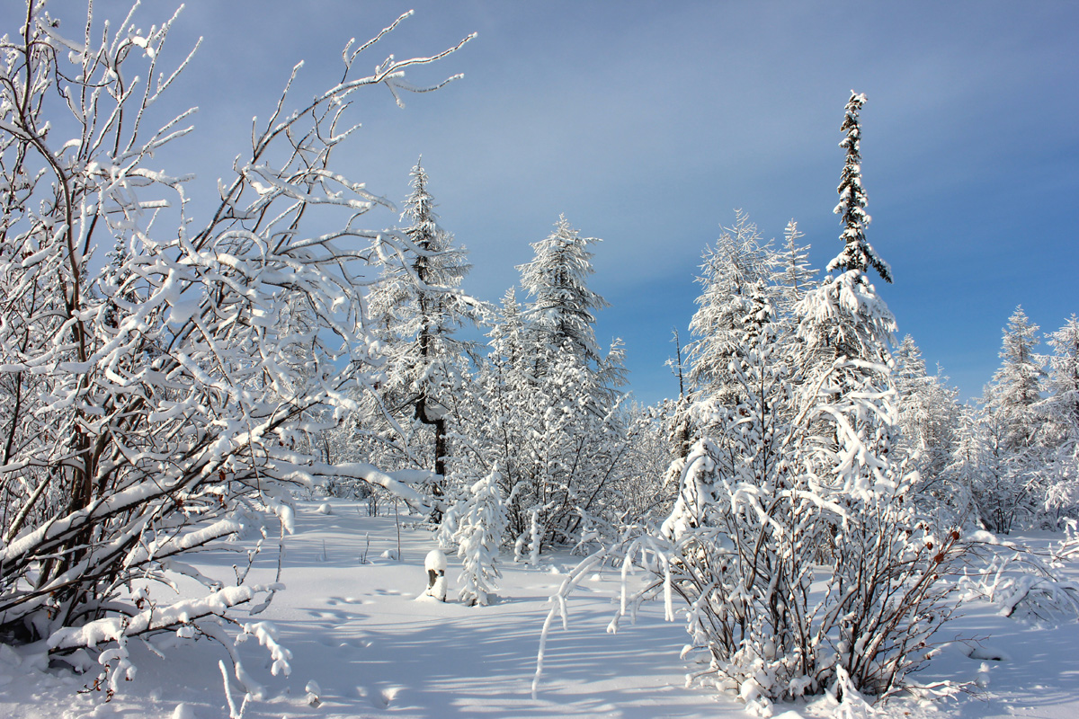 Якутия зимой. Зима в Якутии. Зимняя природа Якутии. Якутская природа зимой. Якутские леса зимой.